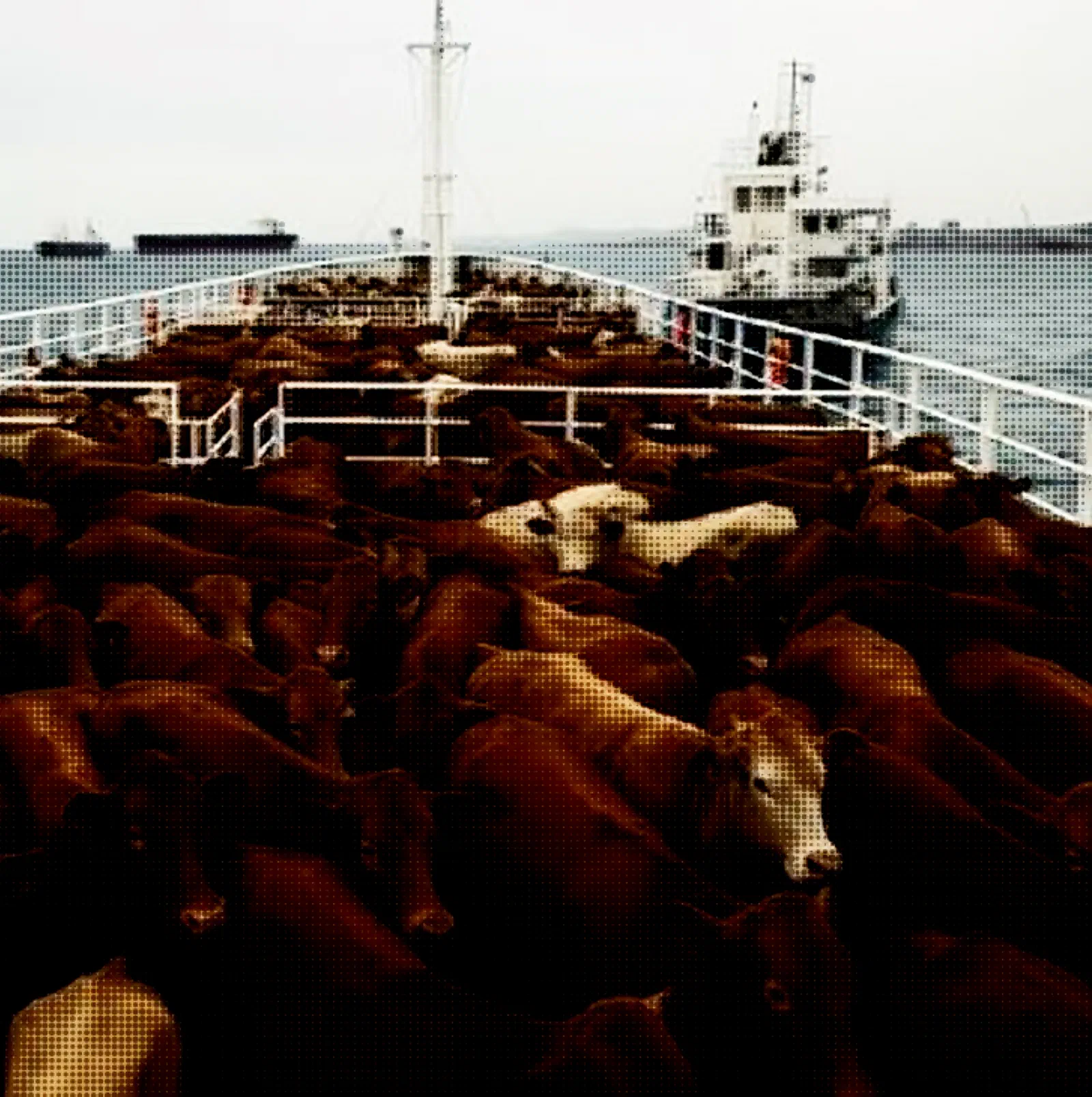 Cubierta de un buque cargada de vacas, con otro barco ganadero en el horizonte.
